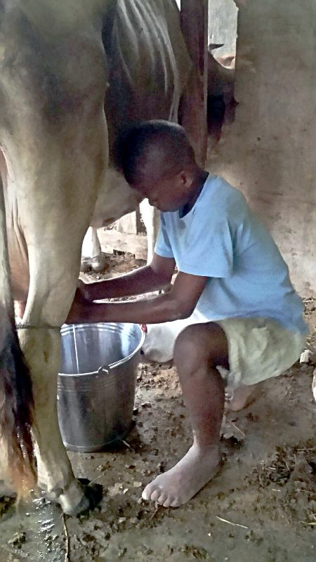 Pudens milking cow by hand barefoot