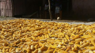 Drying corn in the streets