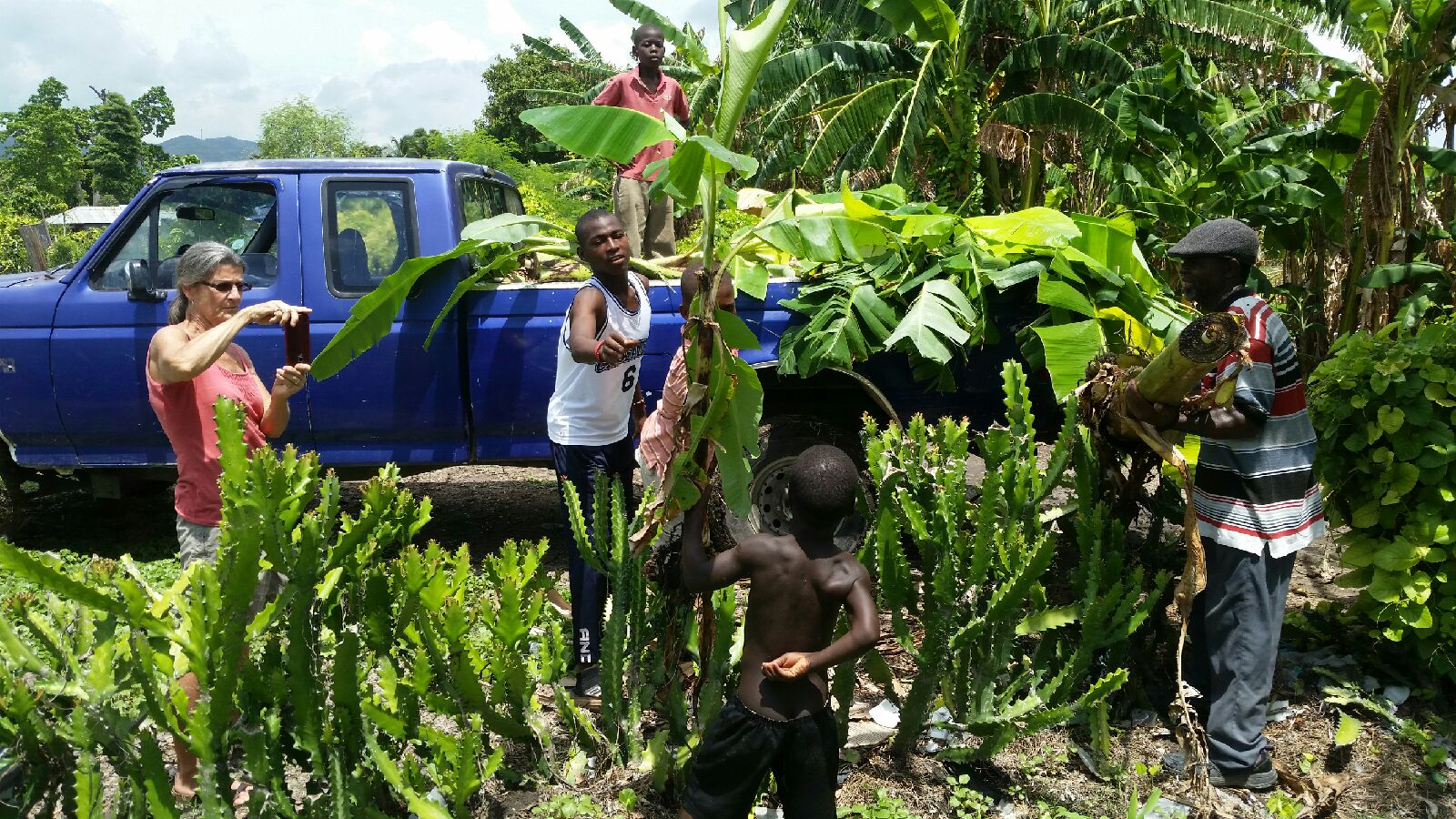 picking up banana trees to plant