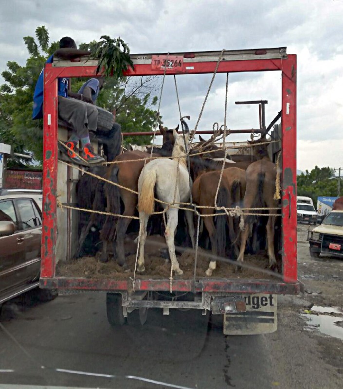 Haitian Horse